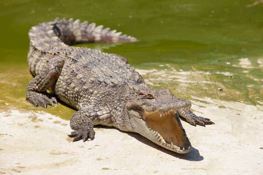 Alligator Bay